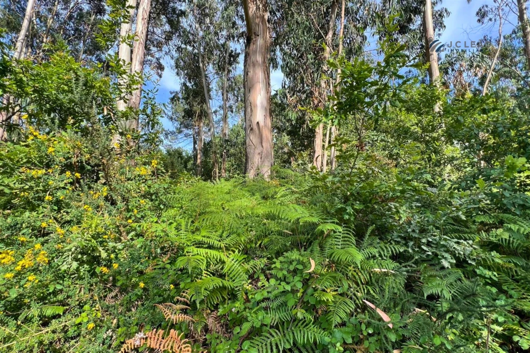 Terreno Agricola ou Rústico para Venda em Sanfins Lamoso Codessos Foto 4