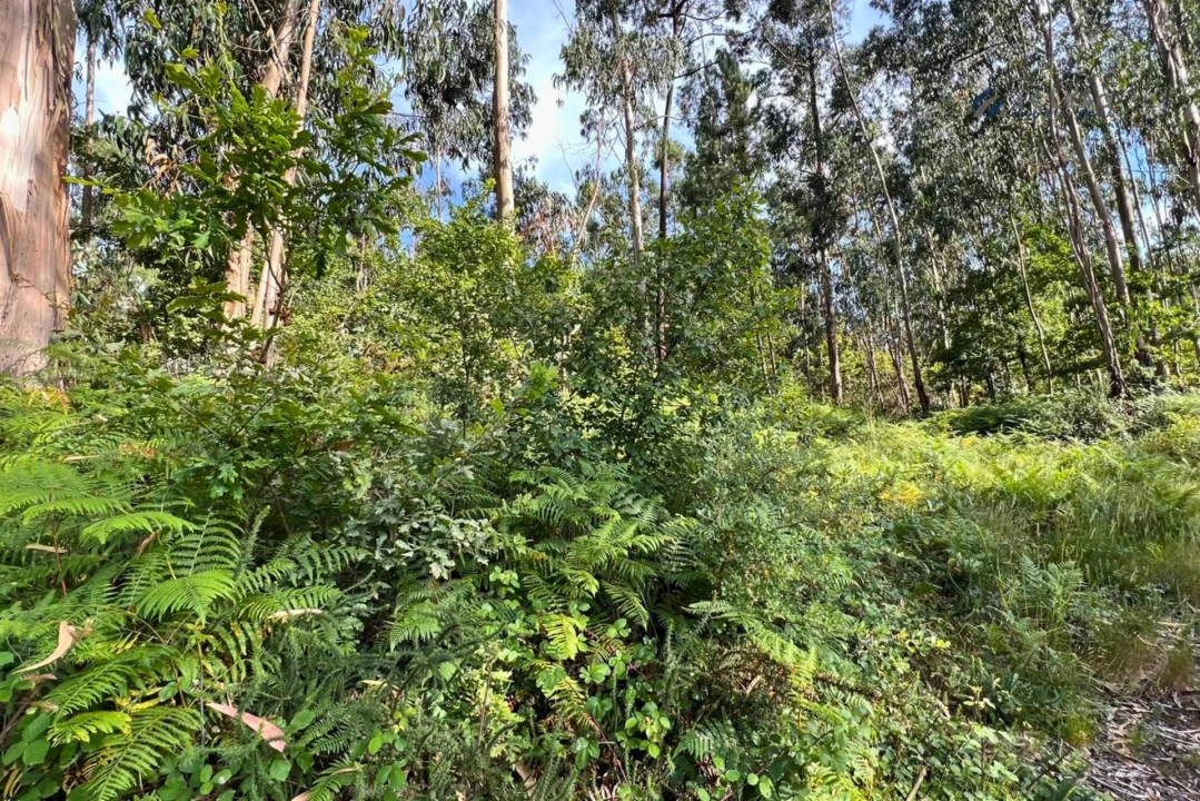 Terreno Agricola ou Rústico para Venda em Sanfins Lamoso Codessos Foto 7