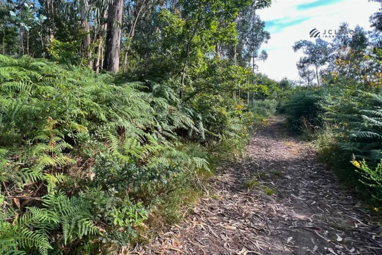 Terreno Agricola ou Rústico para Venda em Sanfins Lamoso Codessos Foto 12