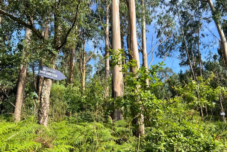 Terreno Agricola ou Rústico para Venda em Sanfins Lamoso Codessos Foto 2