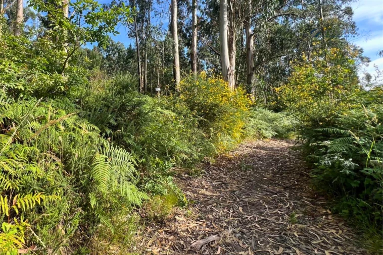 Terreno Agricola ou Rústico para Venda em Sanfins Lamoso Codessos Foto 6