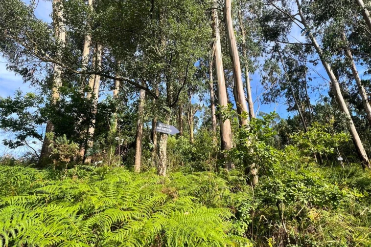 Terreno Agricola ou Rústico para Venda em Sanfins Lamoso Codessos Foto 8