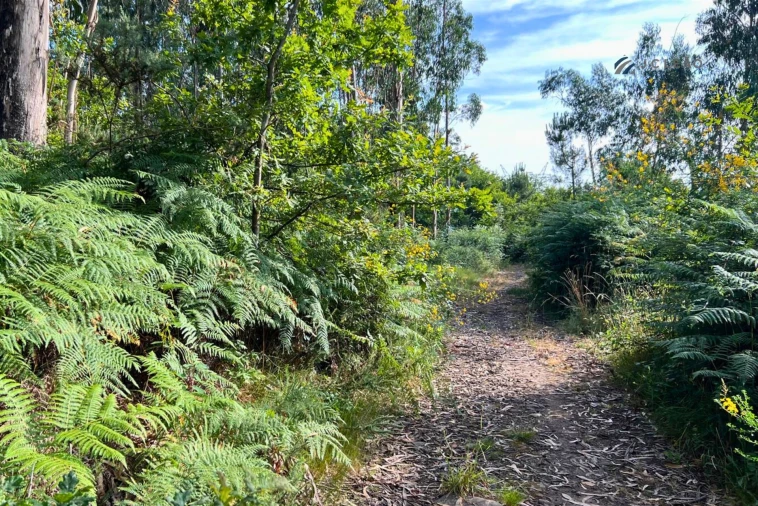 Terreno Agricola ou Rústico para Venda em Sanfins Lamoso Codessos Foto 3