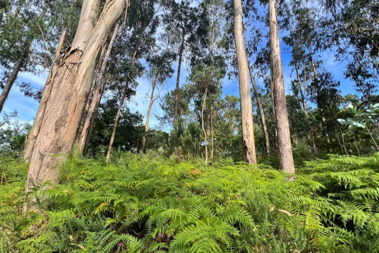 Terreno Agricola ou Rústico para Venda em Sanfins Lamoso Codessos Foto 1
