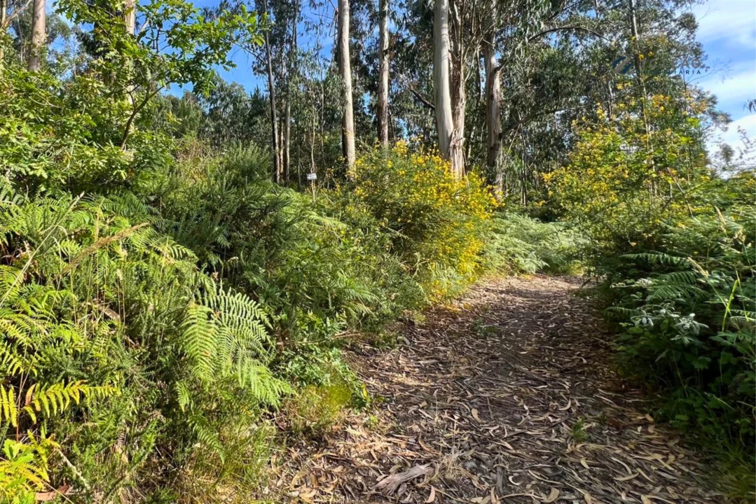 Terreno Agricola ou Rústico para Venda em Sanfins Lamoso Codessos Foto 6