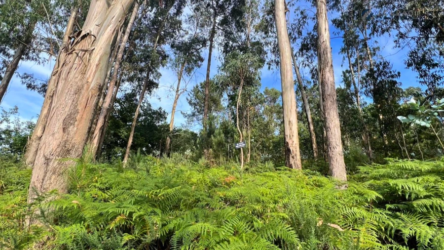Terreno Agricola ou Rústico para Venda em Sanfins Lamoso Codessos
