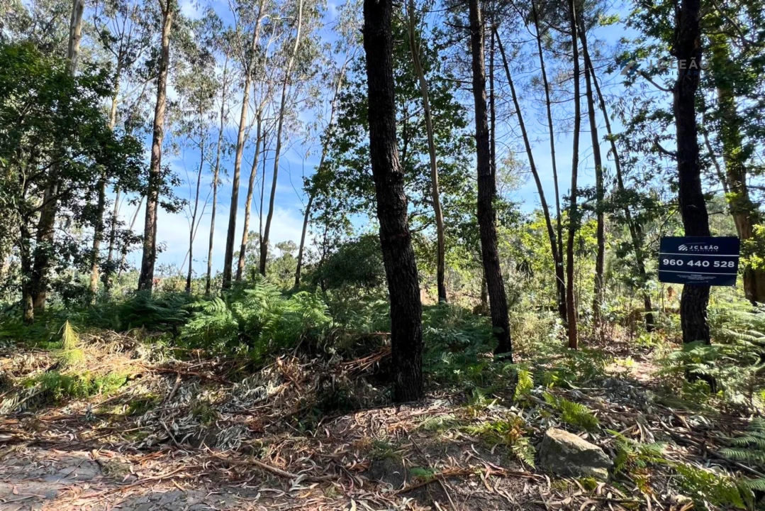 Terreno Agricola ou Rústico para Venda em Sanfins Lamoso Codessos Foto 11