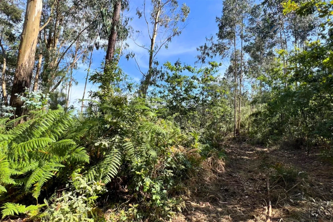 Terreno Agricola ou Rústico para Venda em Sanfins Lamoso Codessos Foto 5