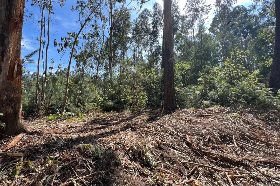 Terreno Agricola ou Rústico para Venda em Sanfins Lamoso Codessos Foto 14