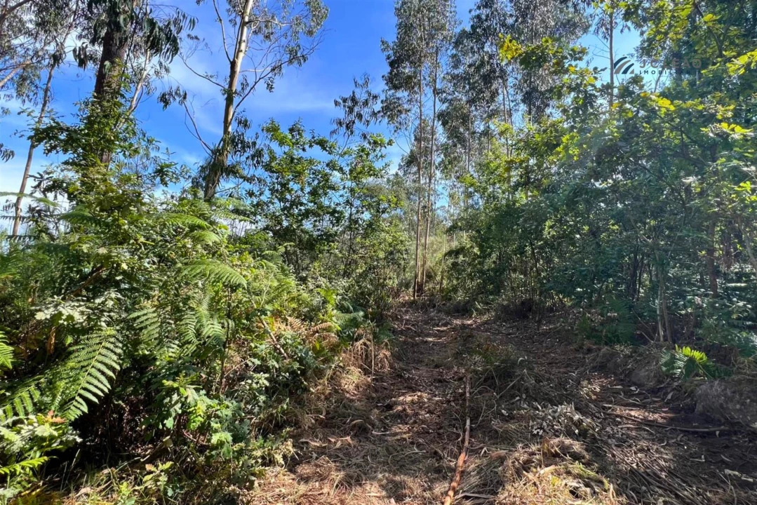 Terreno Agricola ou Rústico para Venda em Sanfins Lamoso Codessos Foto 6
