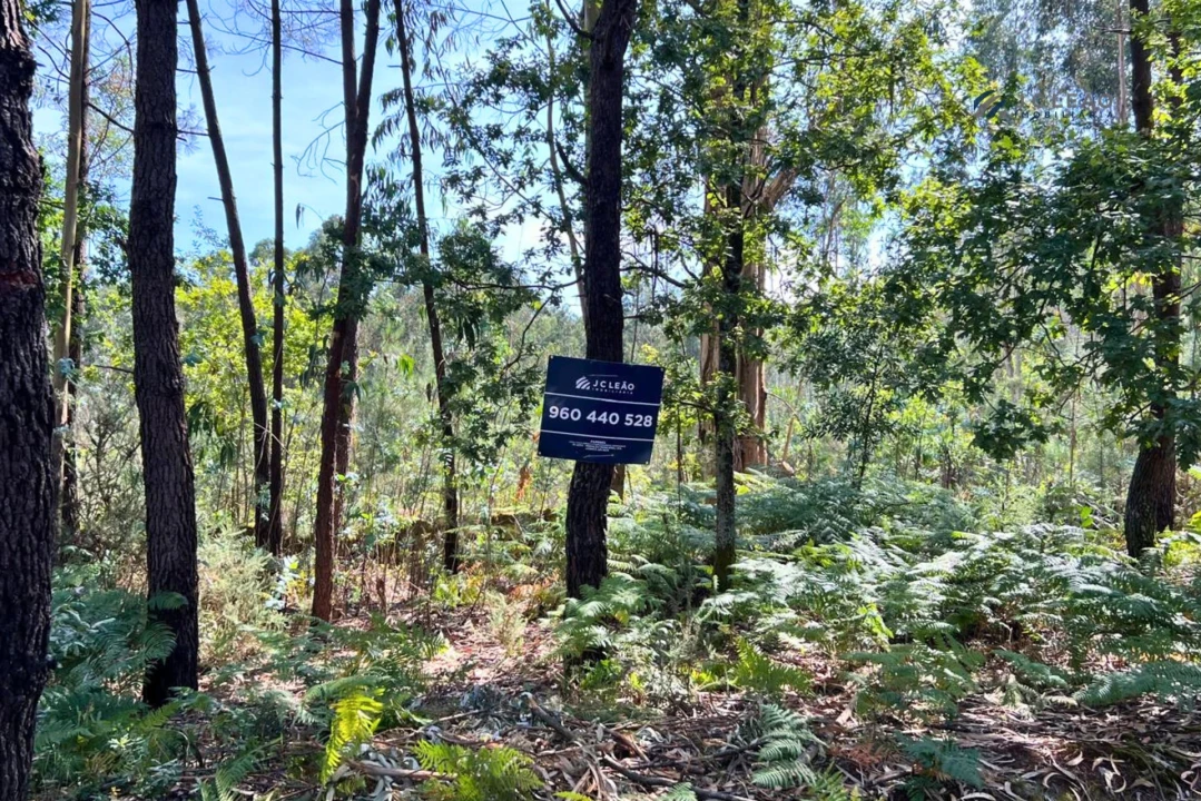 Terreno Agricola ou Rústico para Venda em Sanfins Lamoso Codessos Foto 2