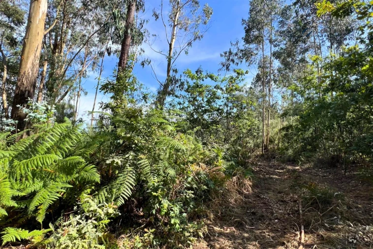 Terreno Agricola ou Rústico para Venda em Sanfins Lamoso Codessos Foto 5