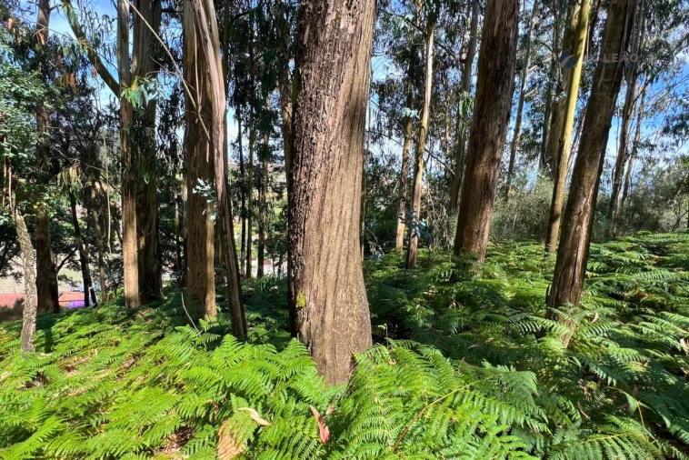 Terreno Agricola ou Rústico para Venda em Sanfins Lamoso Codessos Foto 10