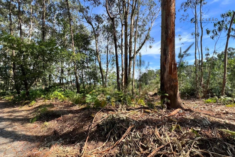 Terreno Agricola ou Rústico para Venda em Sanfins Lamoso Codessos Foto 3