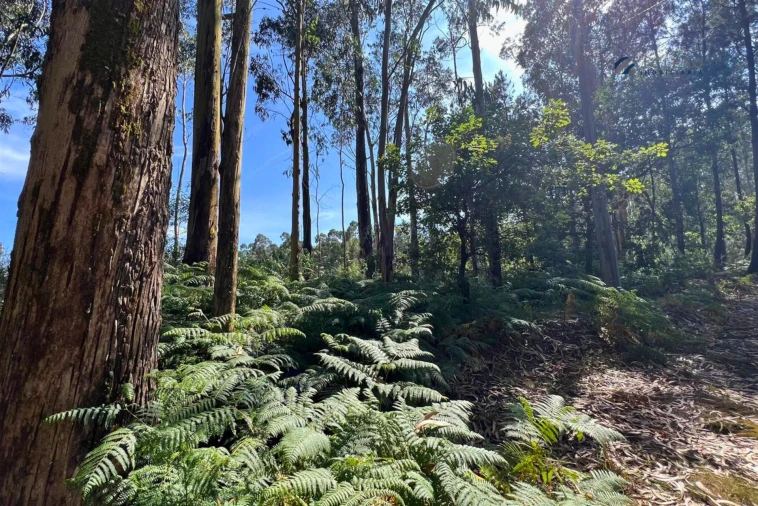 Terreno Agricola ou Rústico para Venda em Sanfins Lamoso Codessos Foto 9