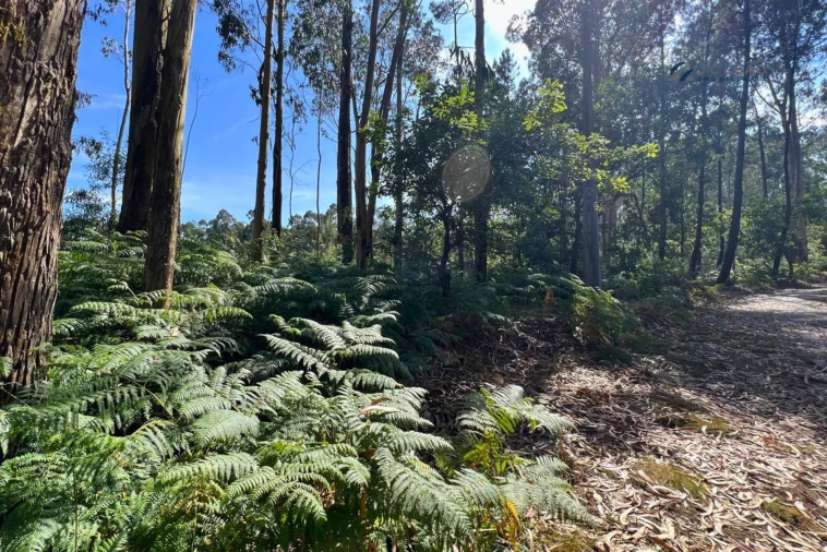 Terreno Agricola ou Rústico para Venda em Sanfins Lamoso Codessos Foto 8