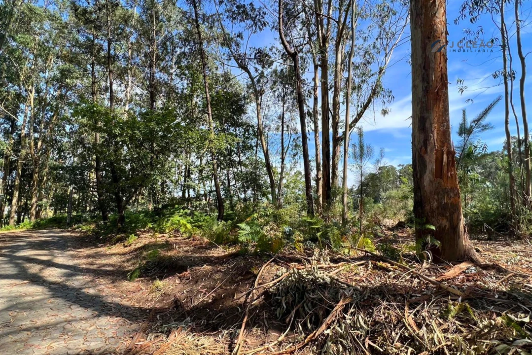 Terreno Agricola ou Rústico para Venda em Sanfins Lamoso Codessos Foto 7