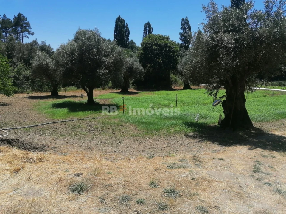 Terreno para Venda em Madalena e Beselga Foto 2