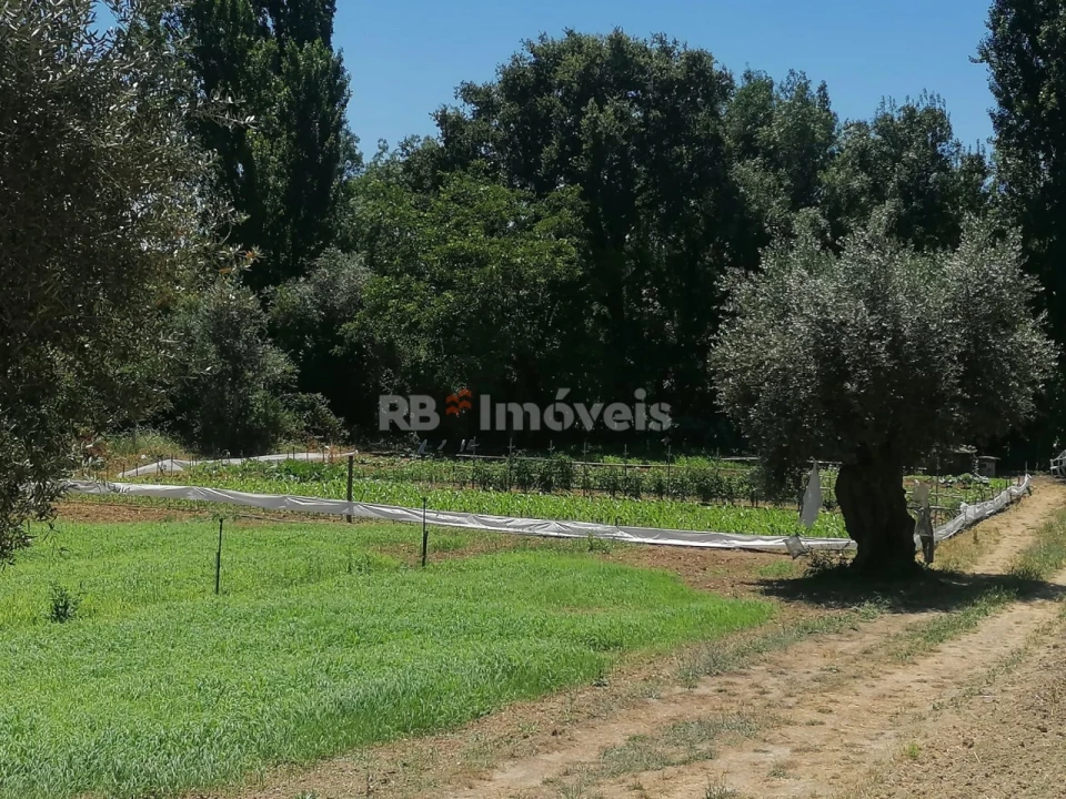 Terreno para Venda em Madalena e Beselga Foto 3