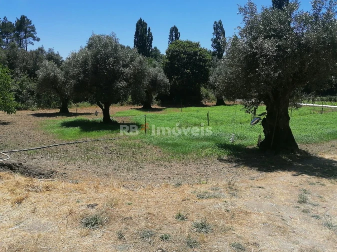 Terreno para Venda em Madalena e Beselga Foto 2