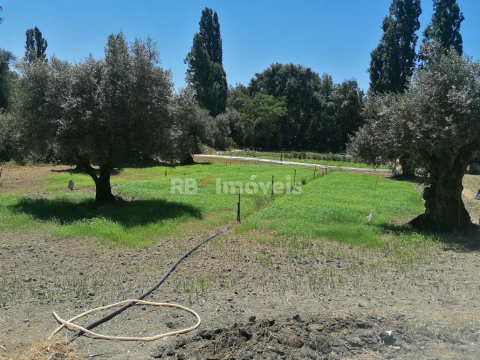 Terreno para Venda em Madalena e Beselga