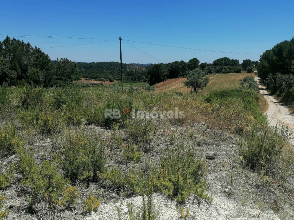 Terreno Agricola ou Rústico para Venda em Madalena e Beselga Foto 2