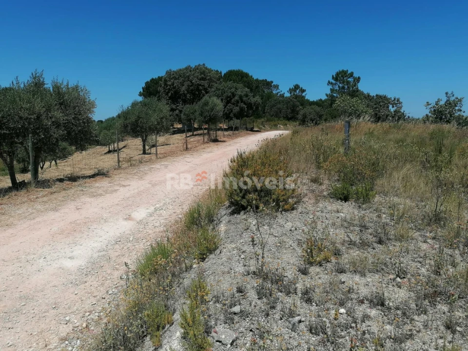 Terreno Agricola ou Rústico para Venda em Madalena e Beselga Foto 5