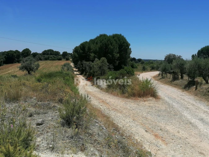 Terreno Agricola ou Rústico para Venda em Madalena e Beselga Foto 7