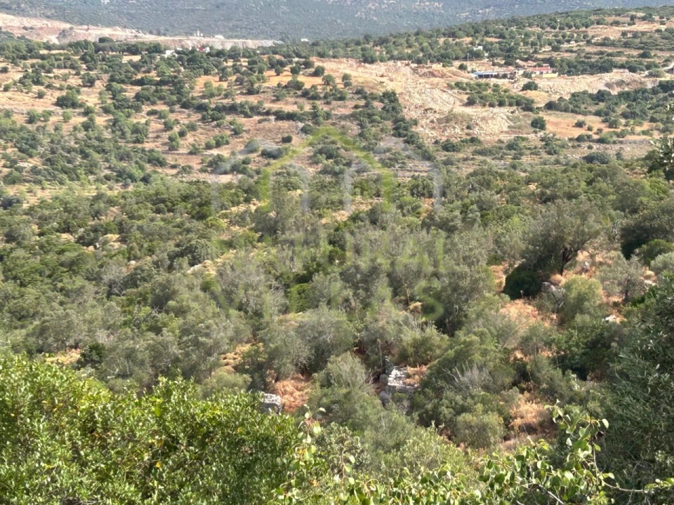 Terreno Misto para Venda em Moncarapacho e Fuseta Foto 5