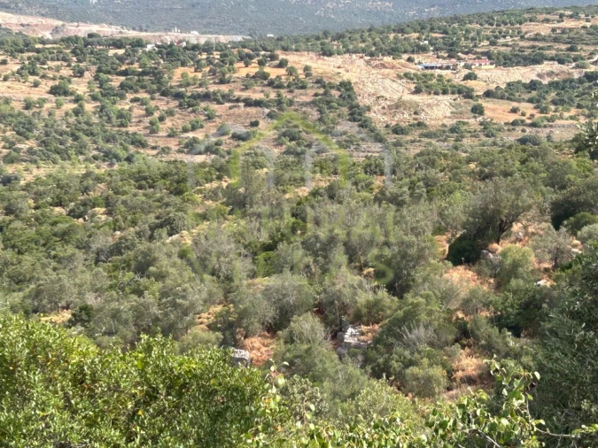 Terreno Misto para Venda em Moncarapacho e Fuseta Foto 5