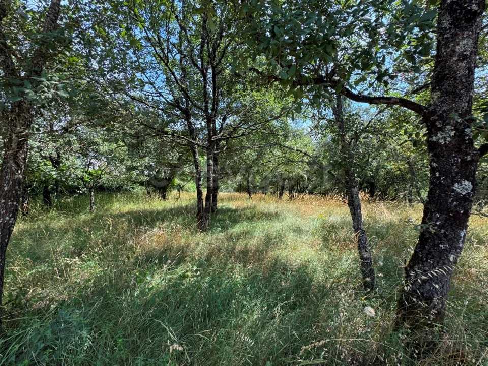 Terreno para Venda em São Miguel, Santa Eufémia e Rabaçal Foto 13