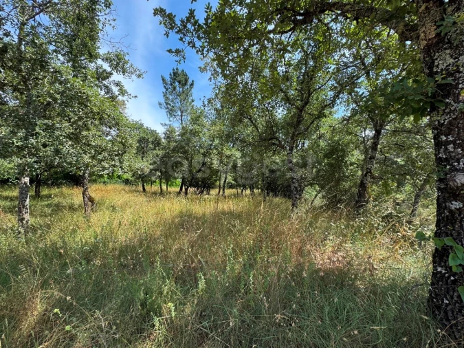 Terreno para Venda em São Miguel, Santa Eufémia e Rabaçal Foto 15