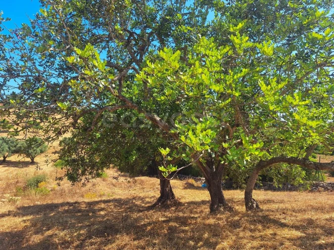 Terreno Misto para Venda em Estômbar e Parchal Foto 9