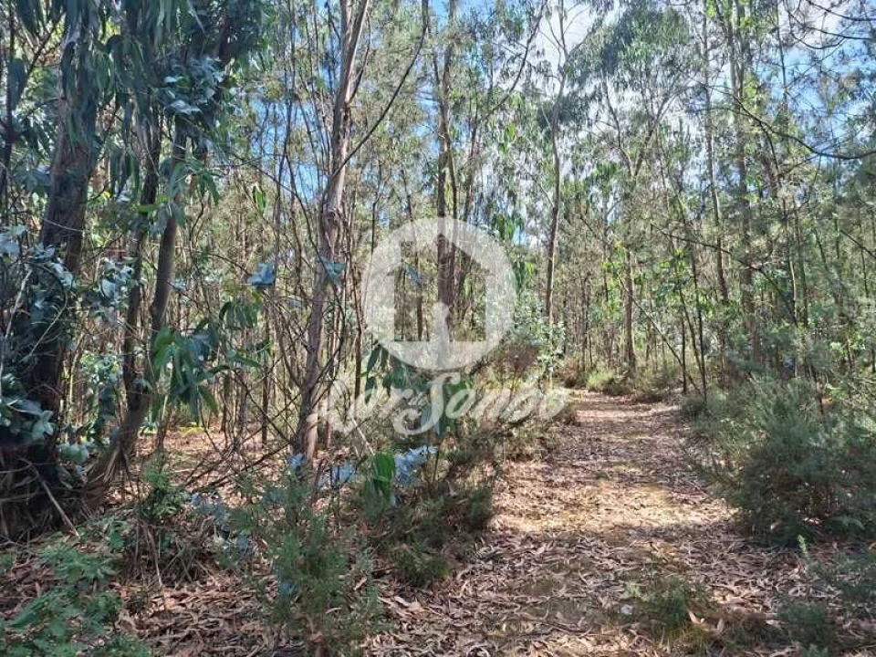 Terreno Agricola ou Rústico para Venda em Fradelos Foto 4