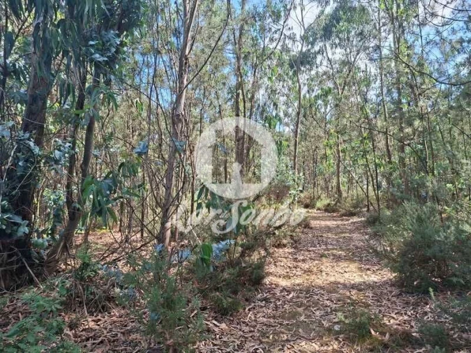 Terreno Agricola ou Rústico para Venda em Fradelos Foto 4