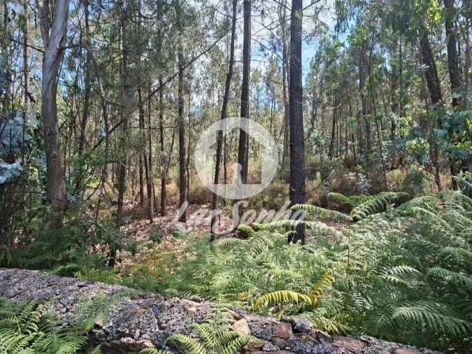 Terreno Agricola ou Rústico para Venda em Fradelos Foto 6