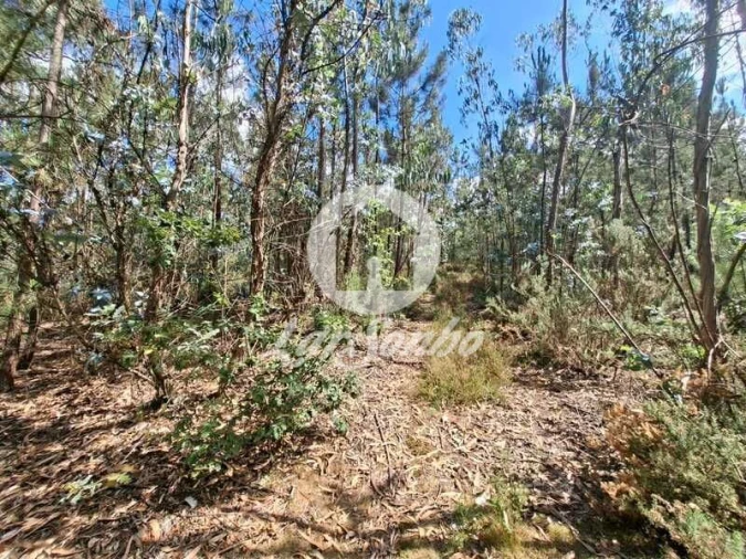 Terreno Agricola ou Rústico para Venda em Fradelos Foto 12