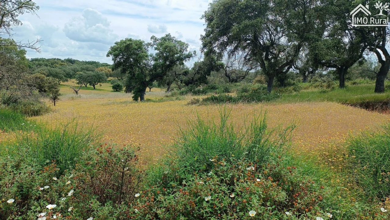 Terreno para Venda em Barbacena e Vila Fernando Foto 8