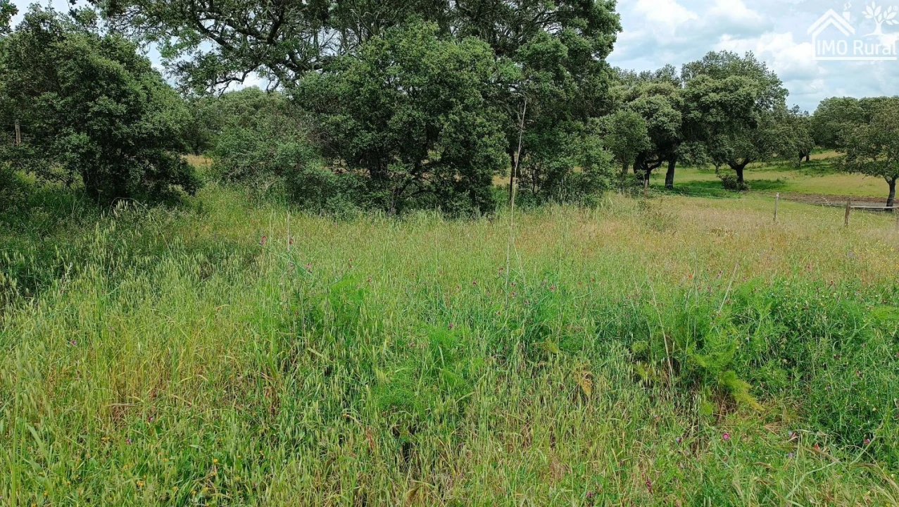 Terreno para Venda em Barbacena e Vila Fernando Foto 4