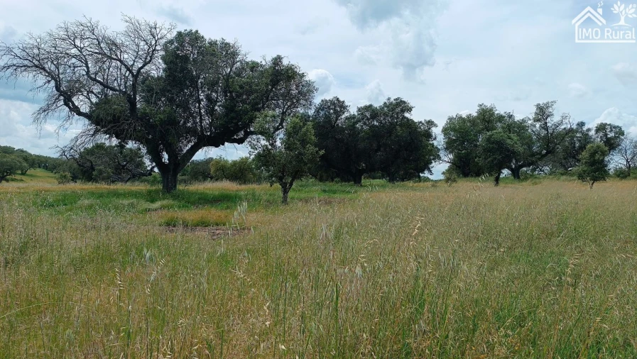 Terreno para Venda em Barbacena e Vila Fernando Foto 12