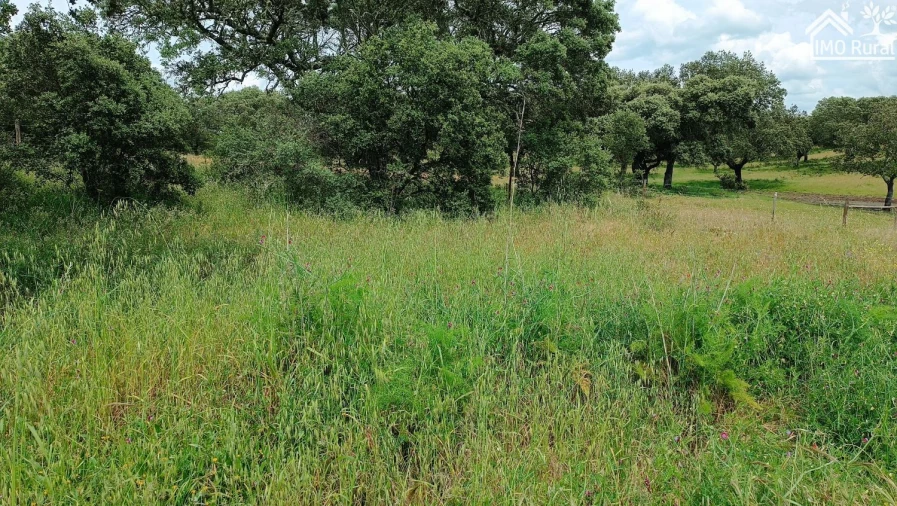 Terreno para Venda em Barbacena e Vila Fernando Foto 4