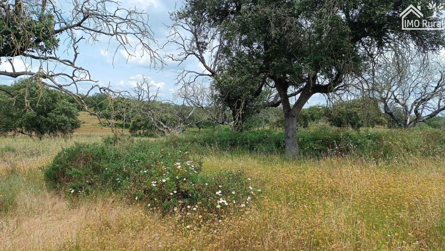 Terreno para Venda em Barbacena e Vila Fernando Foto 18