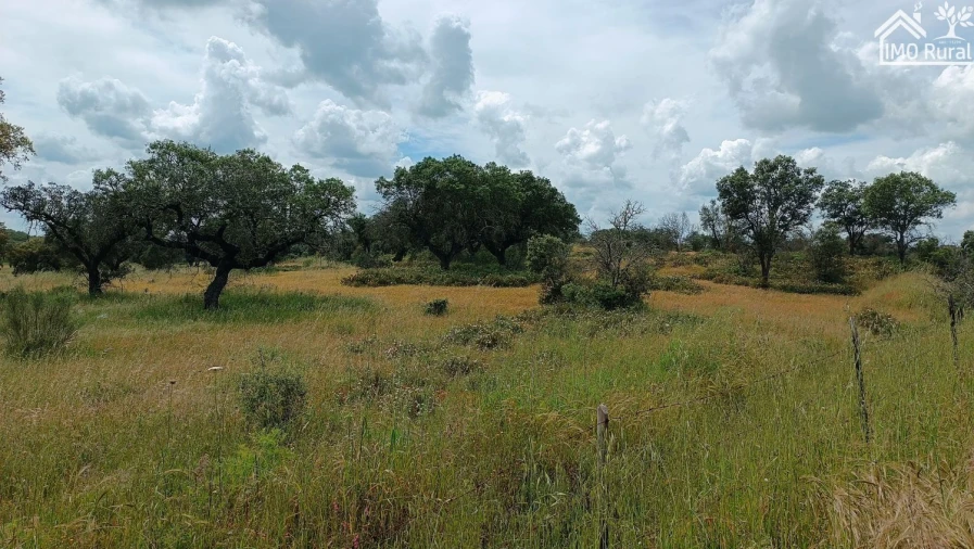 Terreno para Venda em Barbacena e Vila Fernando Foto 7