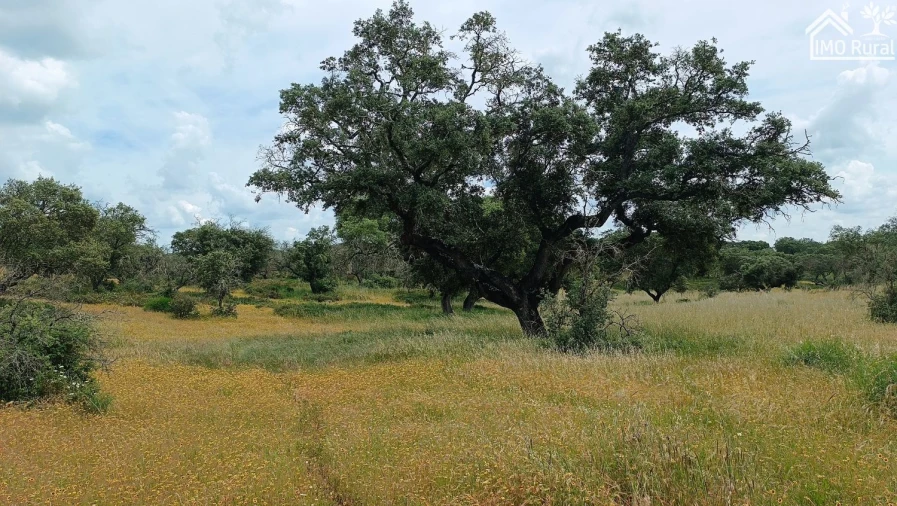 Terreno para Venda em Barbacena e Vila Fernando Foto 15