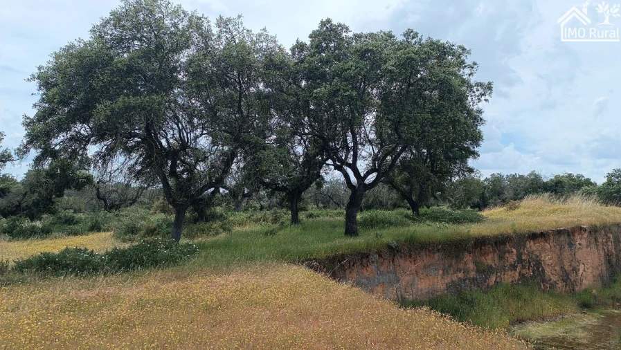 Terreno para Venda em Barbacena e Vila Fernando Foto 9