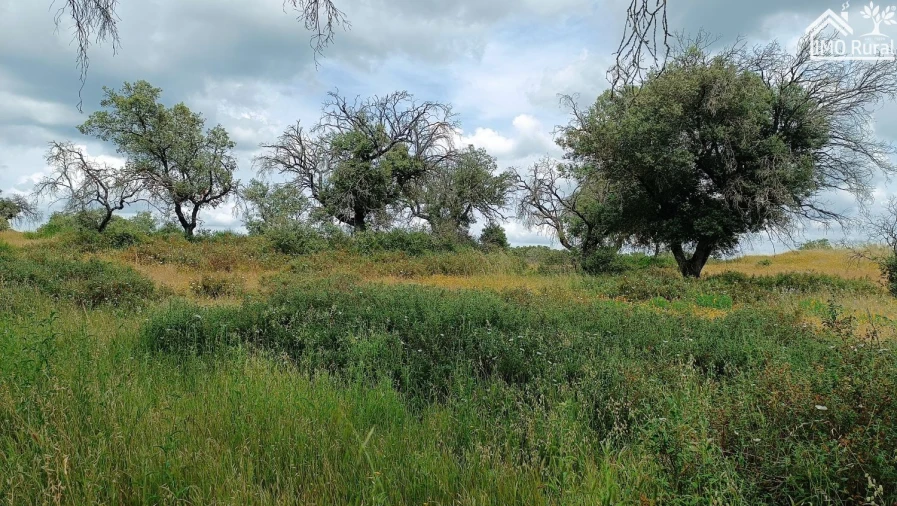 Terreno para Venda em Barbacena e Vila Fernando Foto 14