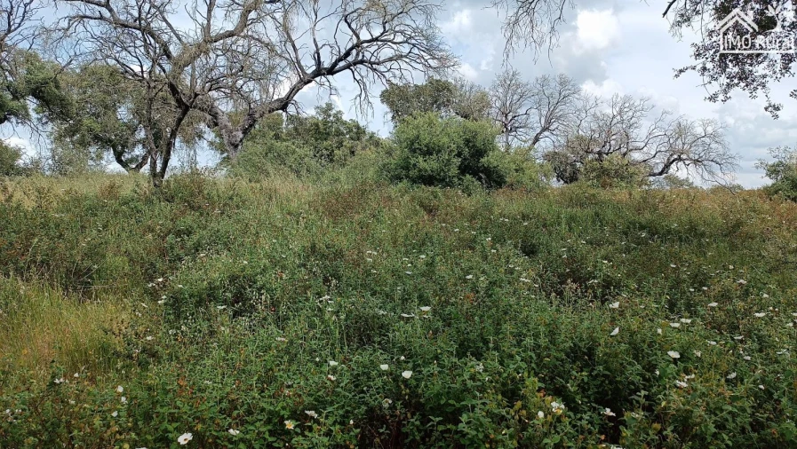 Terreno para Venda em Barbacena e Vila Fernando Foto 13