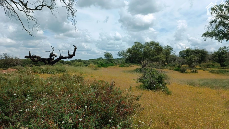 Terreno para Venda em Barbacena e Vila Fernando Foto 16