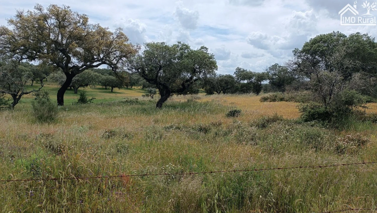 Terreno para Venda em Barbacena e Vila Fernando Foto 2