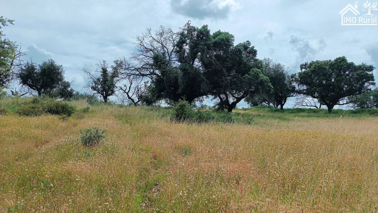 Terreno para Venda em Barbacena e Vila Fernando Foto 20